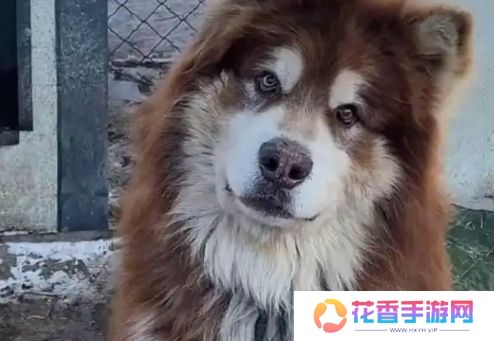 网红狗“艾特”直播洗澡遭意外，千万粉博主遭骂，更有明星发声指责