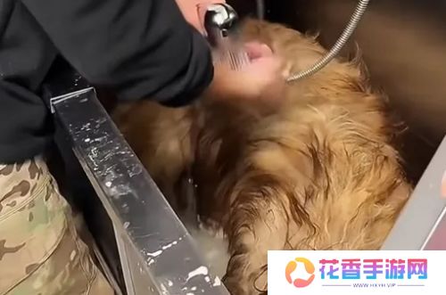 网红狗“艾特”直播洗澡遭意外，千万粉博主遭骂，更有明星发声指责