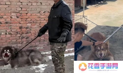 训狗一哥潘宏又出事，要求主人签“天价合同”，网友：这波站潘宏